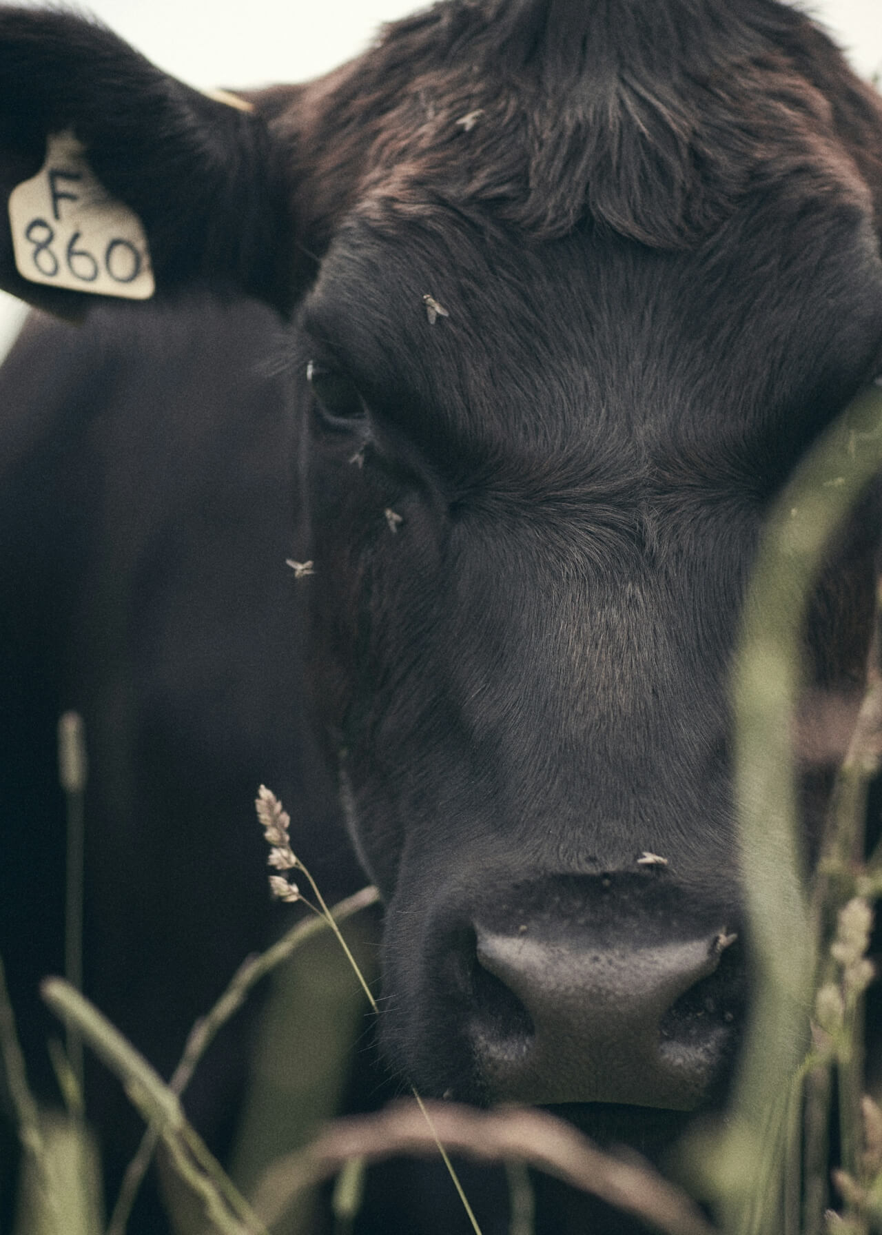 Close-up of a black cows face, with a yellow ear tag labeled F 860, akin to an industrial label in manufacturing. The cow is surrounded by tall grass and has small flies on its face, while the softly blurred background creates a natural and serene atmosphere.